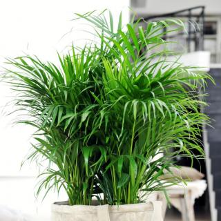Areca palm in a pot, cleaning indoor air from pollutants.