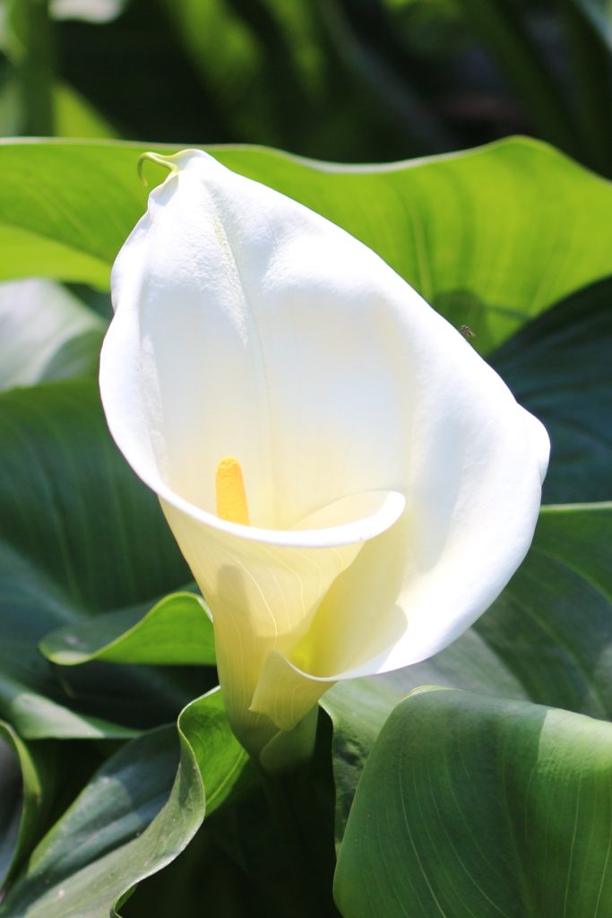Arum, calla lily - planting and advice on care for this beautiful ...