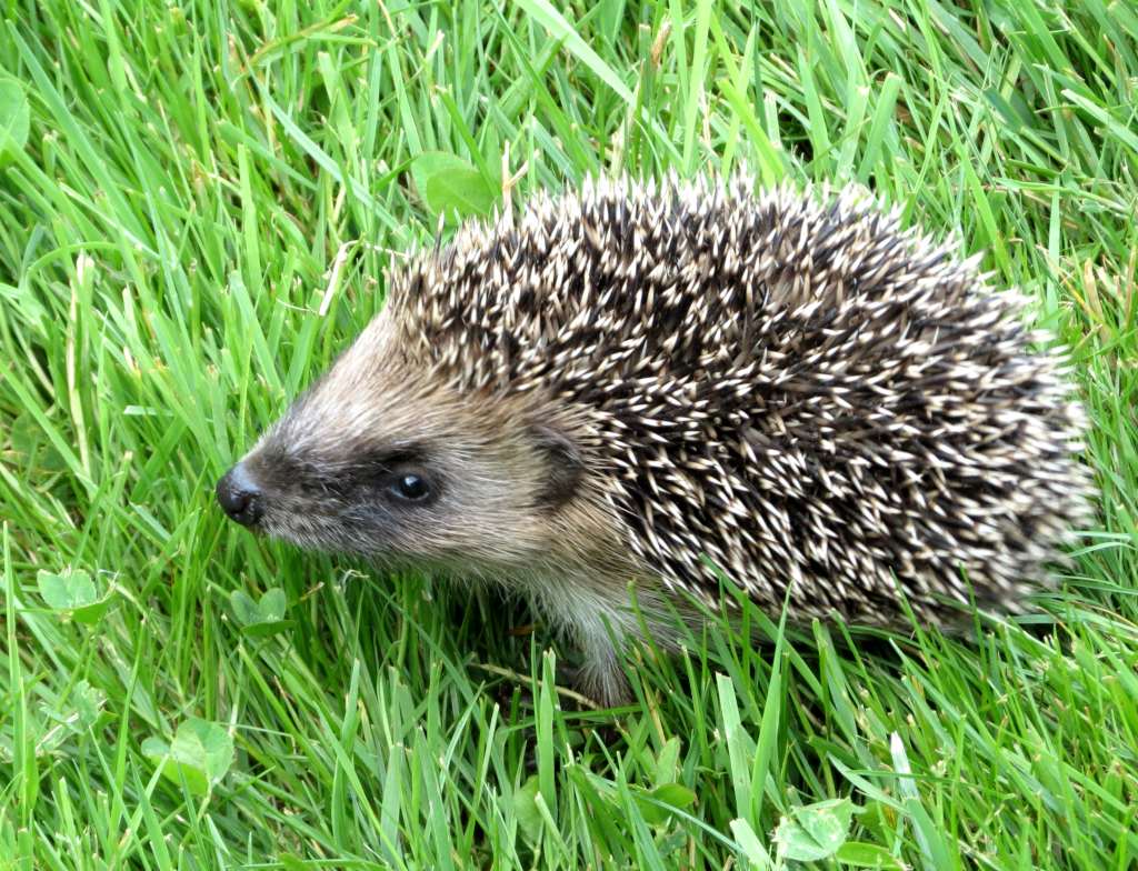 Attracting garden animals - hedgehog, bird, beneficial insects...