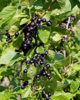 A fruiting black currant shrub.