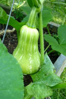 A young butternut grows large when well cared for.