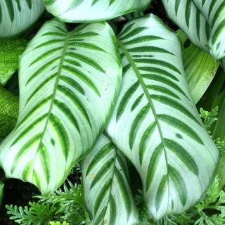 Calathea plant leaves, shown on the photo, purify indoor air from contaminants.