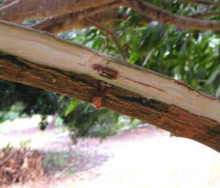 Necrosis in a branch on a mango tree.