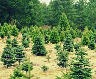 Forest clearing with Christmas trees ready for harvest.