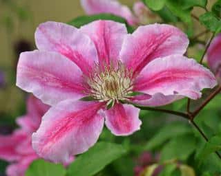 Pink and white flower, single, of the clematis vine.