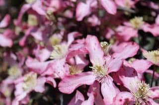 Pink clematis montana flowers cover a bush.