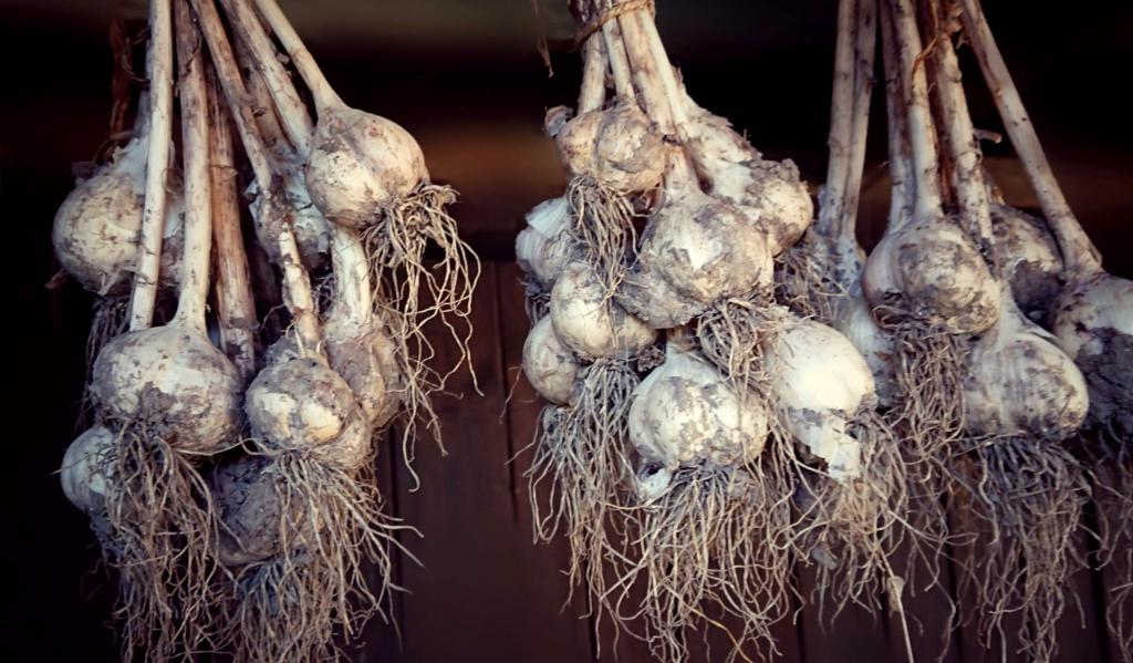 Garlic hanging from a roof