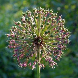 Garlic flower with young seeds.