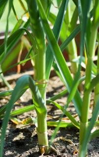 Planting garlic in rows