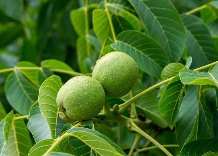 Walnut tree planting, pruning, care and walnut harvest