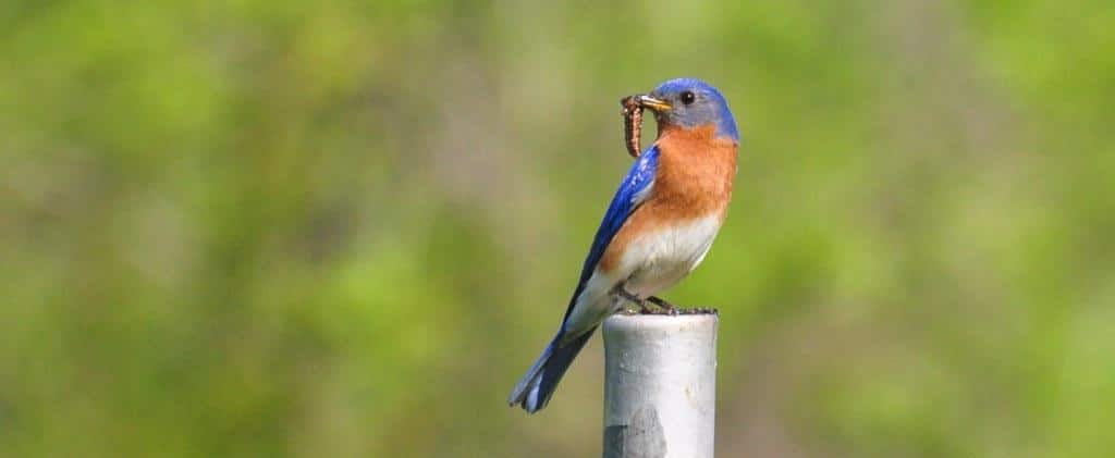 A blue bird on a post with a caterpillar in its beak.