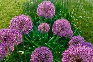 A whole flowerbed full of blooming ornamental onion.