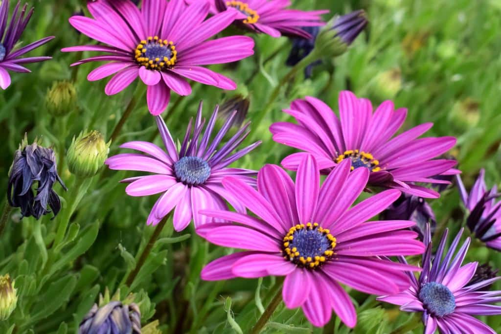 Osteospermum Planting Pruning And Care Plus Easy Tips On Propagation
