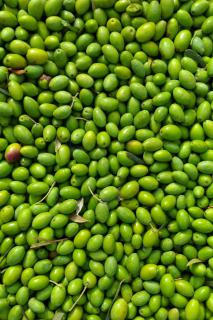 Picholine harvest, thousands of bright green picholine olives.