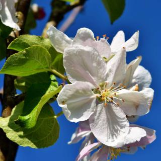 Close-up of a white apple tree flower.