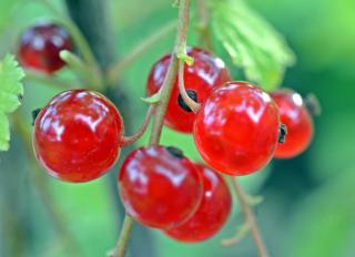 Close-up of red currant berries