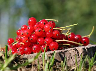 A few sprigs of ripe red currant set on a tree stump.