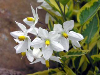 Potato vine flower with variegated leaves.