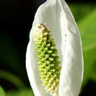 Spathiphyllum flower works as a plant to filter toxins from the air.