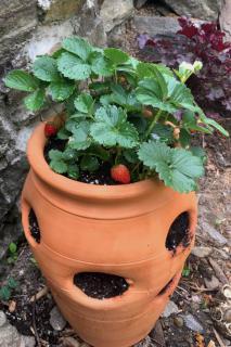 Strawberry potted in a terra cotta jar with multiple openings.
