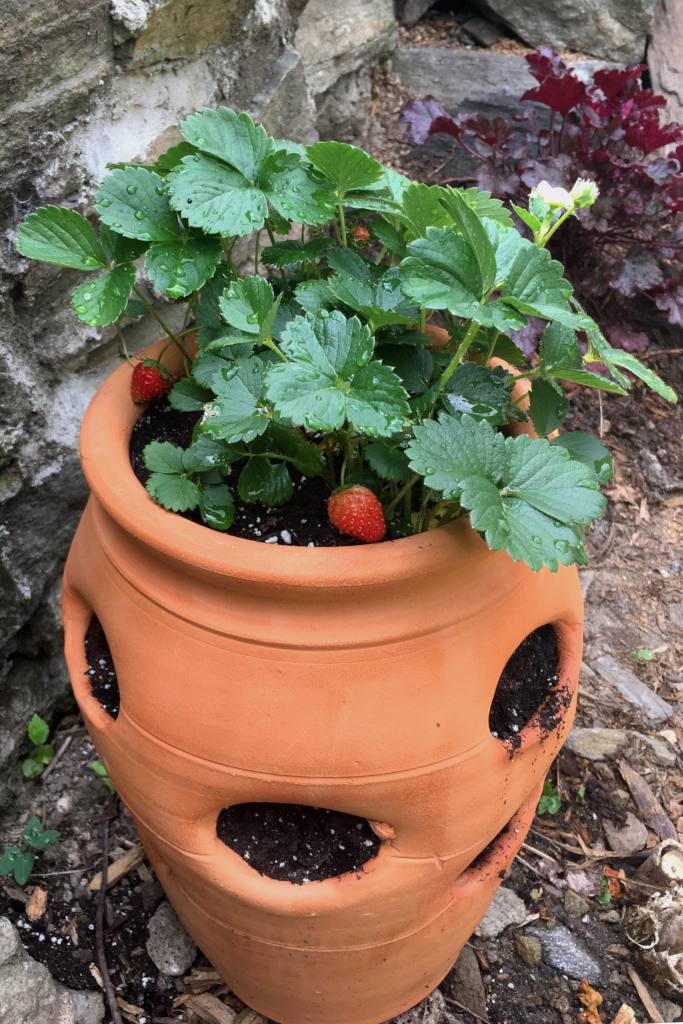 Strawberry planter pot