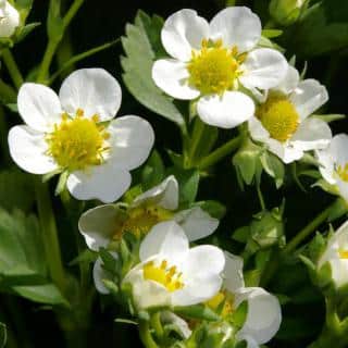 Flowers of the strawberry plant are white with yellow centers.