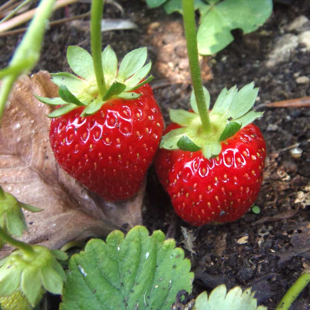 Layering a strawberry plant  learn how to layer and propagate best stems