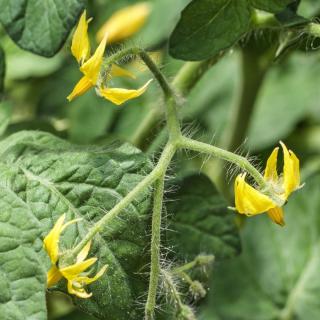 Blooming tomatoes