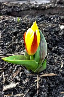 Young two-color tulip sprouting up from under thick mulch.