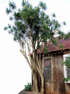 Dracaena marginata taller than a house
