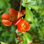 Bright orange flowers of an escallonia variety.
