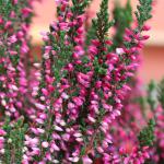 Pink and white flowers of the heather plant.