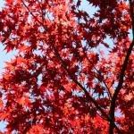 Red autumn leaves of the Japanese maple.