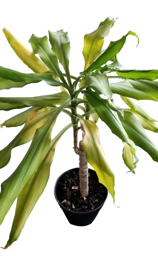 Dracaena Yellow Leaves Causes And Cures For Yellowing Leaves