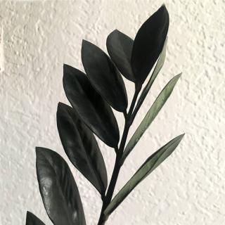 Raven ZZ plant black leaves against a white wall.