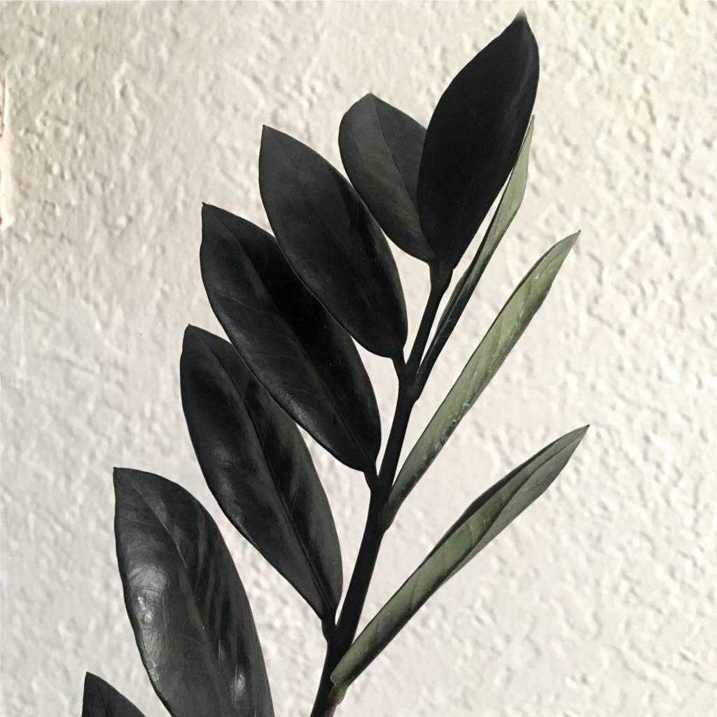 Rare Zamioculcas zamiifolia 'Raven' Black ZZ Plant