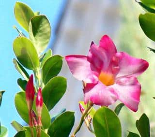 White-pink dipladenia flower with oval green leaves to the side.