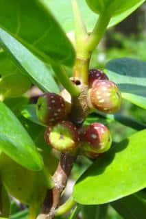 Fruits of the microcarpa ficus are like tiny fingernail-sized figs.