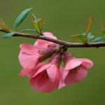 Winter-blooming Maule's-quince
