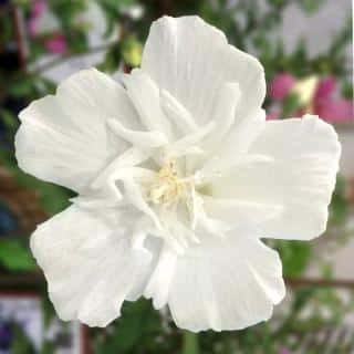 White Rose of Sharon with semi-formed stamen petals.