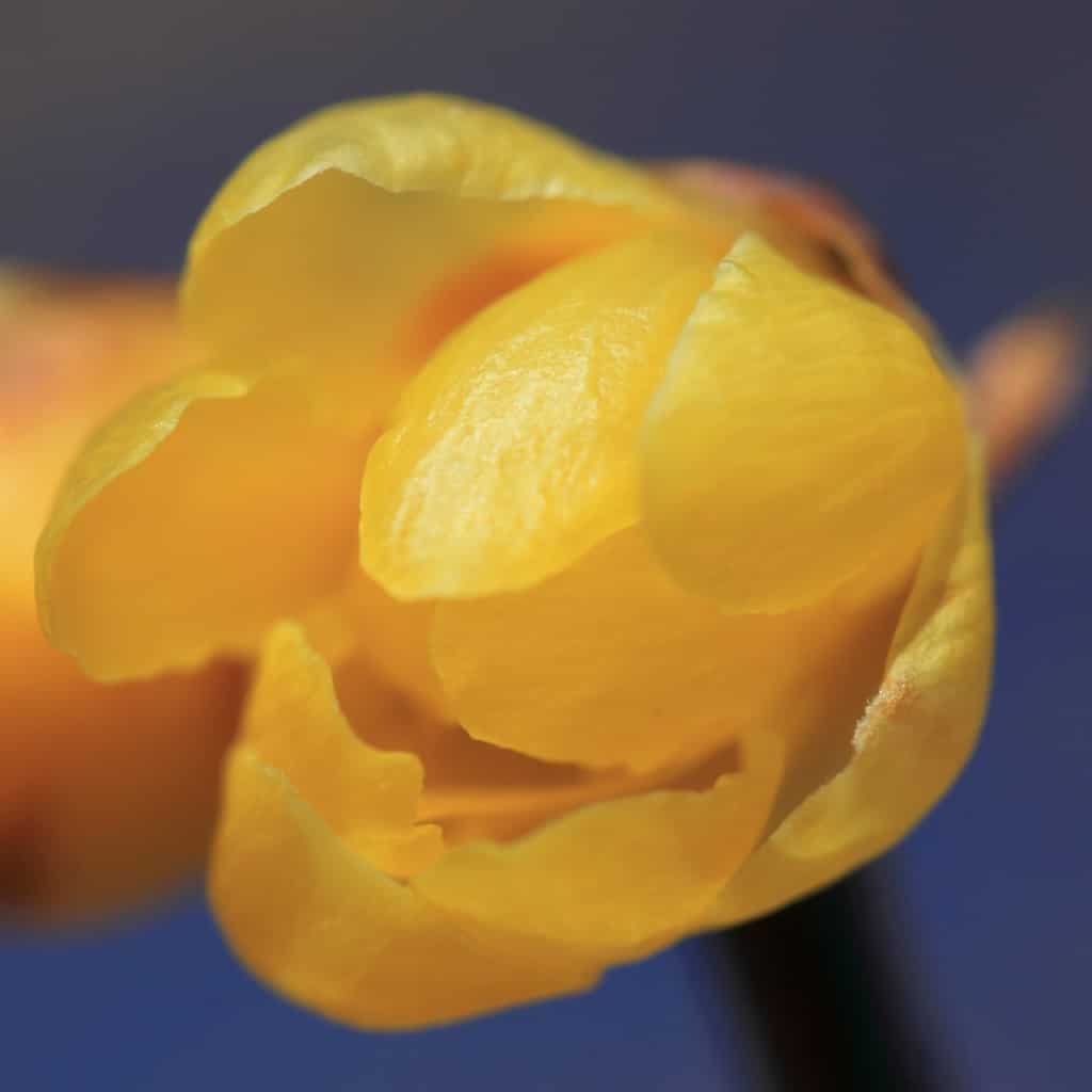 A chimonanthus flower unfurling its petals.