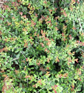 A full, dense dwarf yaupon holly bush with new, red-tinted leaves.