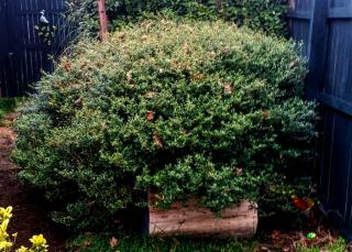 Dwarf yaupon holly shrub grown 8 feet (2.5m) wide in 30 years.