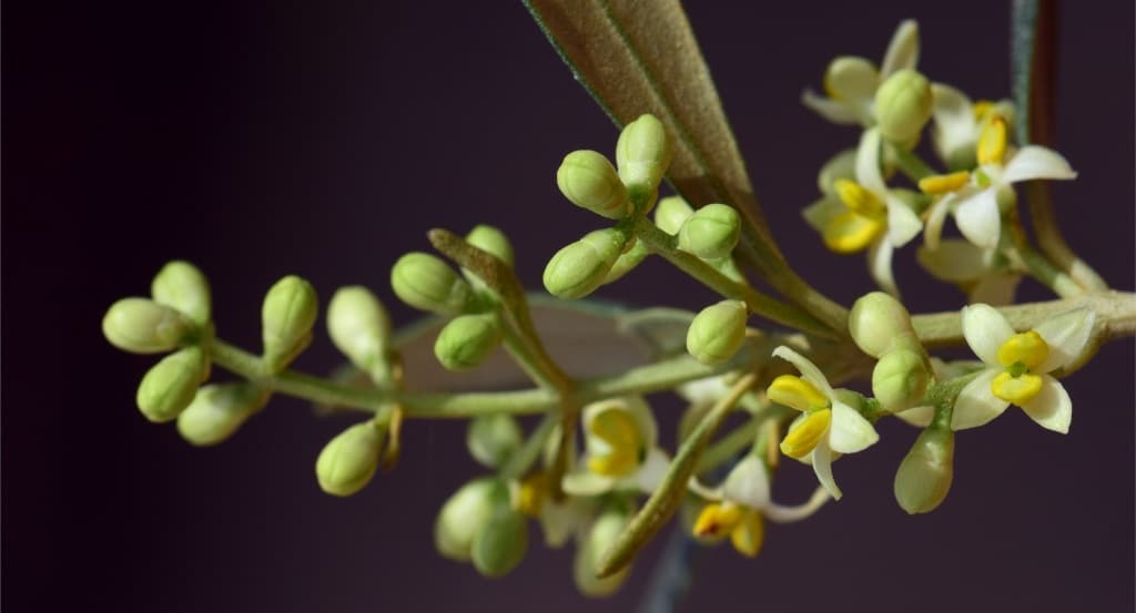 Close-up of an inflorescence of olive flowers.