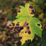 Tar spots spreading on a green maple tree leaf.