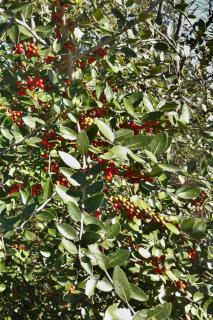Yaupon holly forms dense thickets.