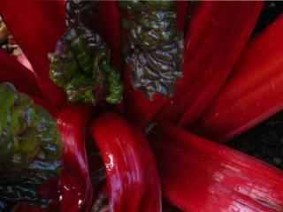 Thick stems growing from a large red beet are blood-red as well with dark green leaves.