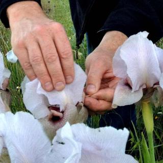 Hands cross-pollinating an iris flower.