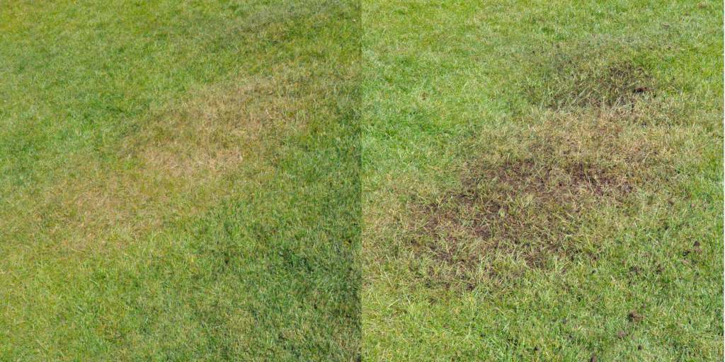 Topdressing A Lawn How Why Techniques Benefits And Smart Tips