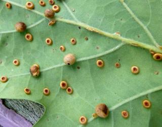 Small galls on a leaf laid by different gall wasps.